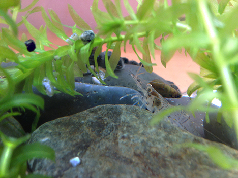 エビ水槽写真