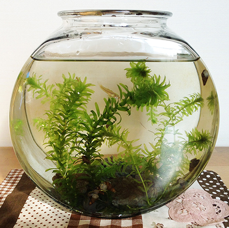 水槽ドラム金魚鉢